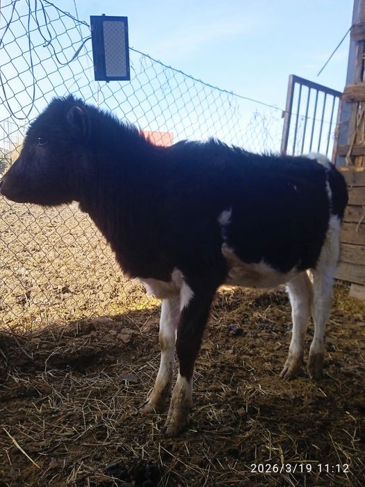 Телёнок алатауски