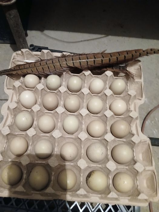Яйца Фазана на инкубацию