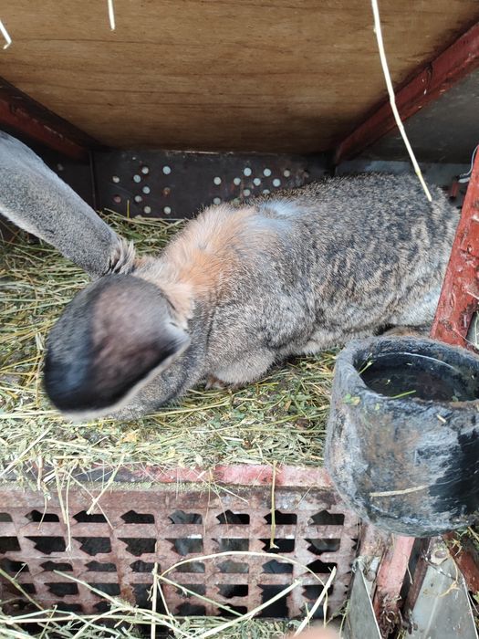 Uriaș german diferite vârste de