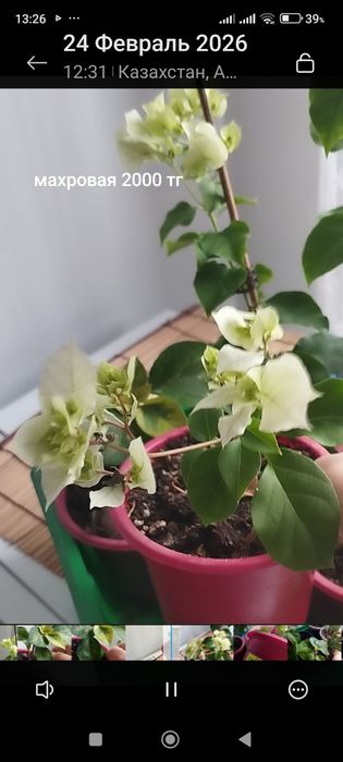 Бугенвиллия белая .