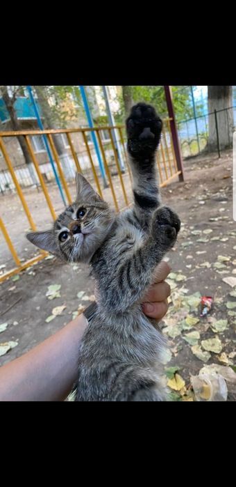 Отдам котят в добрые руки