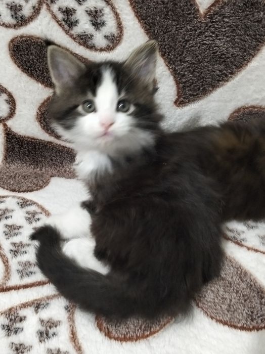 Котята породы Мейнкун!