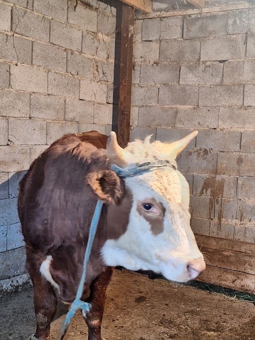 БҰҚА іРі  -  БЫК