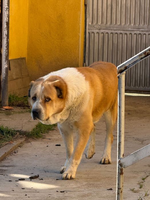 Алабай (Средно Азиатска овчарка)