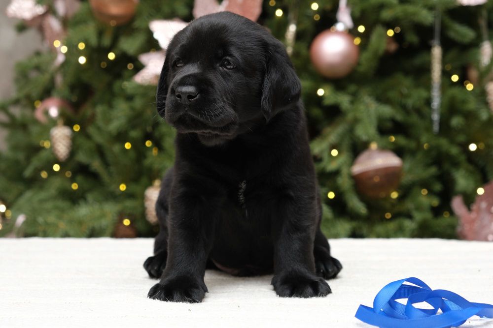 Щенки лабрадора ретривера