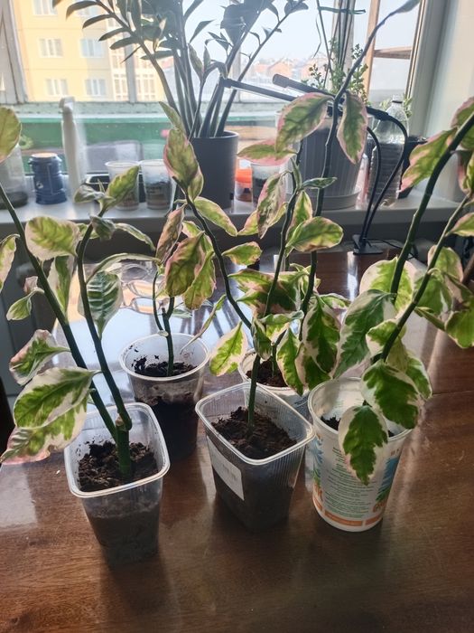 Отростки домашнего растения педилантус