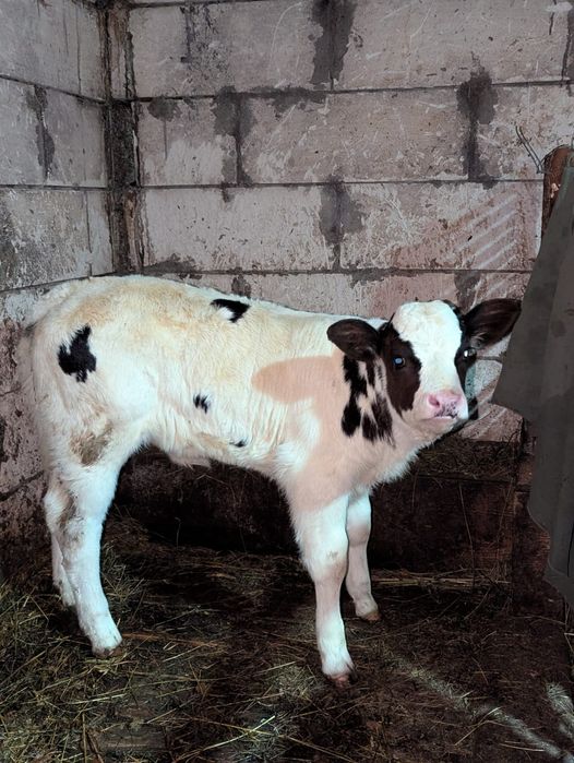 Vând vițea albastru belgian