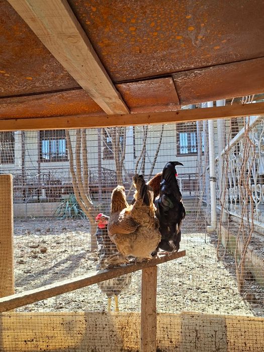 Карликовая петух и курица