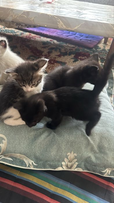 Красивые котята в добрые руки