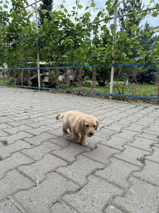 Золотистый ретривер
