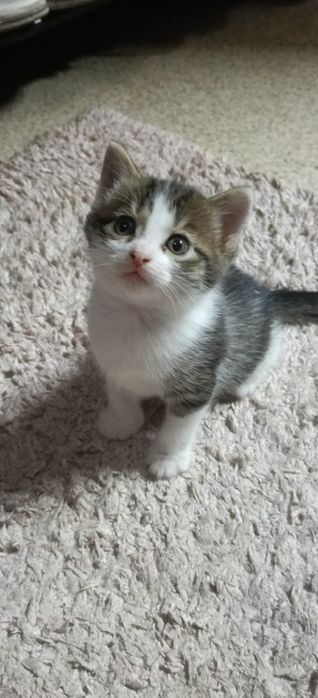 Котята Скоттиш фолд