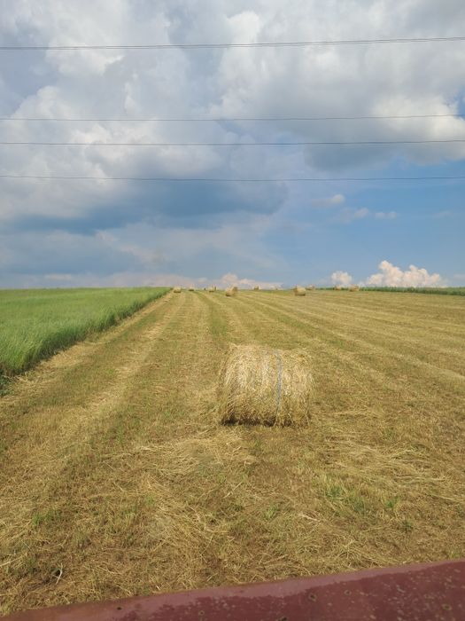 Baloti  lucerna de vânzare