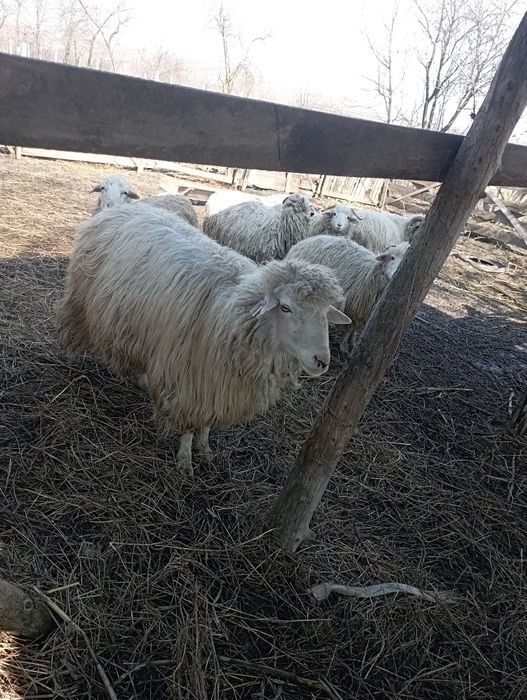 Vand berbec tânăr și o oaie cu miel