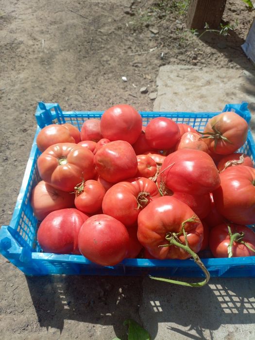 Продам помидоры свежие