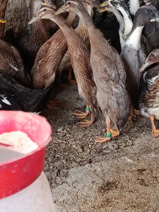 Rate indiene alergătoare Iasi • OLX.ro