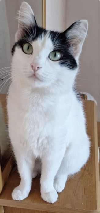 Кошка с макияжем