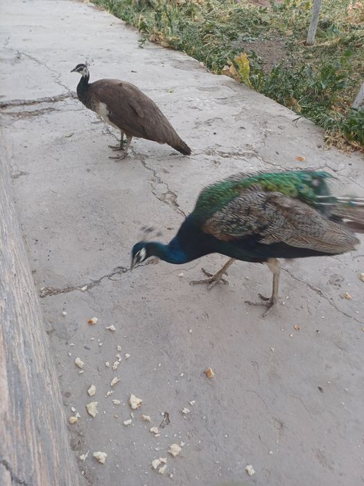 Павлин индийский