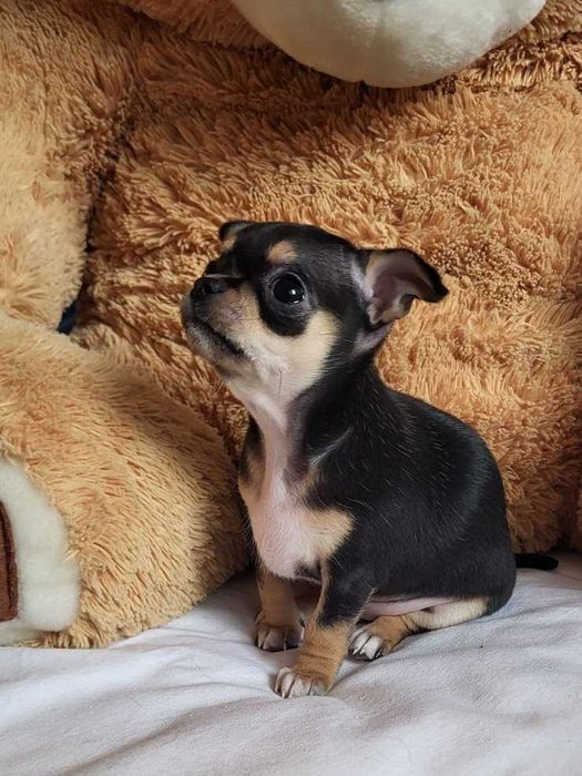 Кученцата Чихуахуа