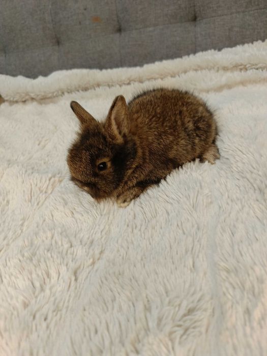 Декоративни зайчета на 1 месец