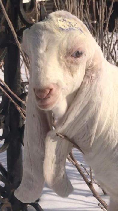 Продам козлёнка ЧП гулаби