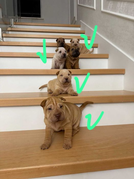 Продаются щенки шарпея