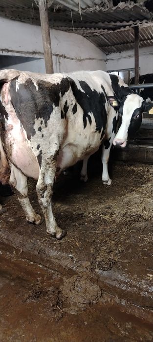 Vând vaca rasa holstein Arad • OLX.ro
