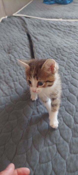 Одам котёнка ...