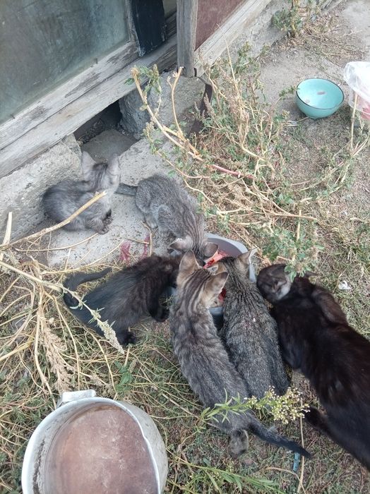 Котята в хорошие руки