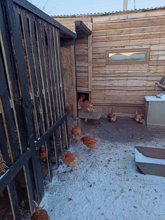 Продам курей несушек