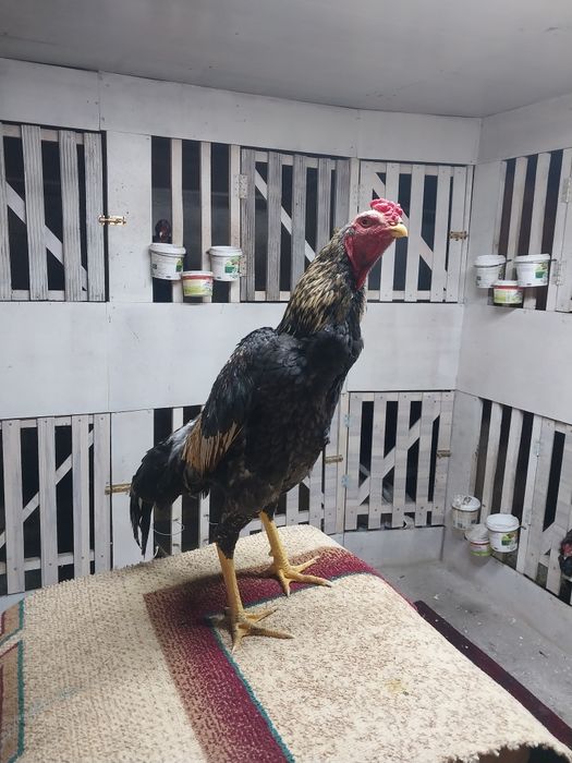 Продам бойцовая птица хороших провереных кровеи