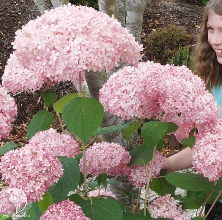 Гортензия саженцы