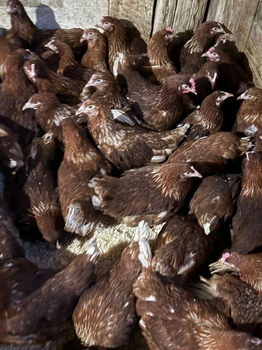 Продаются куры молодки