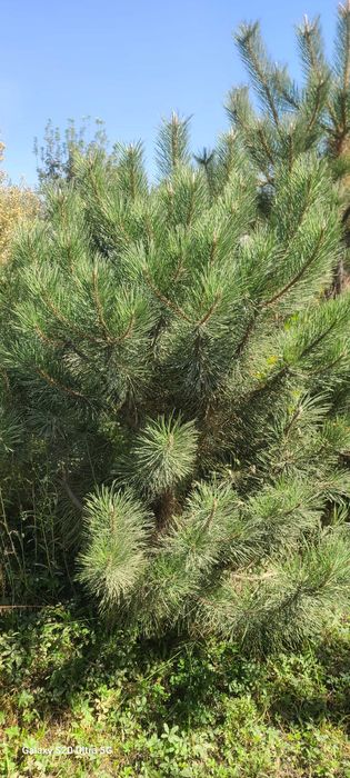Крымская сосна арча кучатлари сотилади