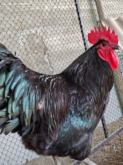 Hamasi tezda sotiladi