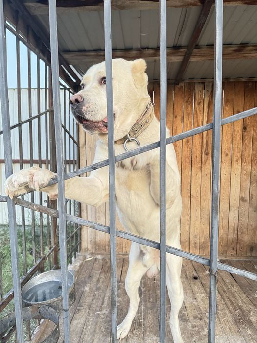 Алабай ждет на вязку