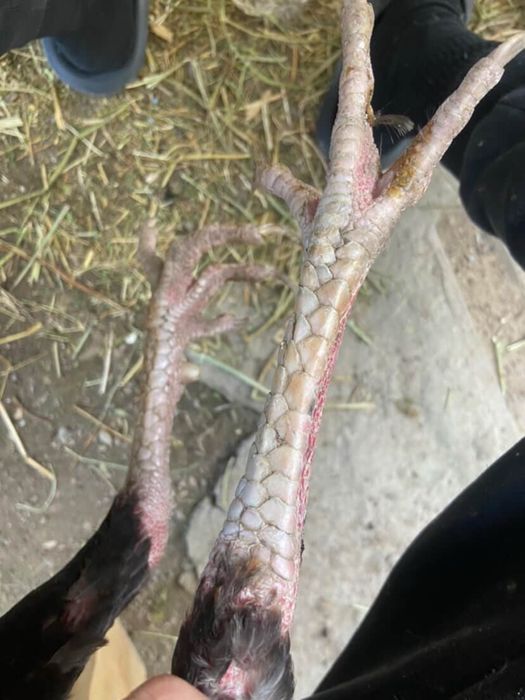 Шөже Қораз сатамын