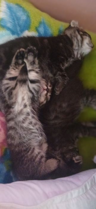 Продаются котята