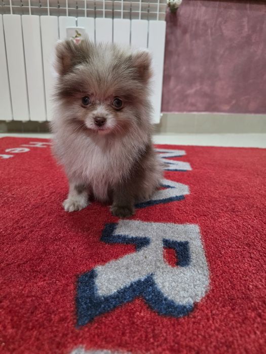 Fetita pomeranian merle