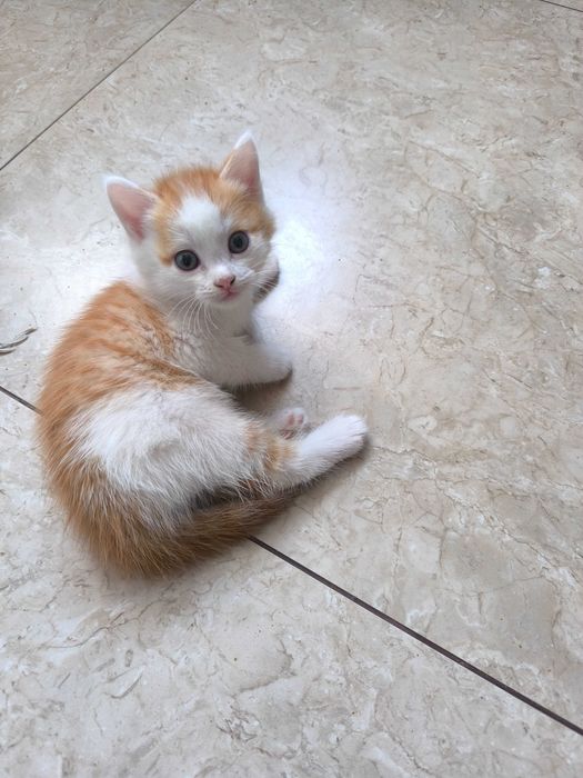 Отдам даром котят