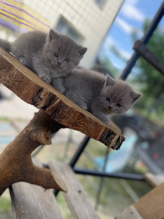 Британски късокосмести котета