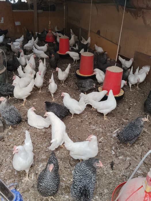 Ярки и пилета пуйчета