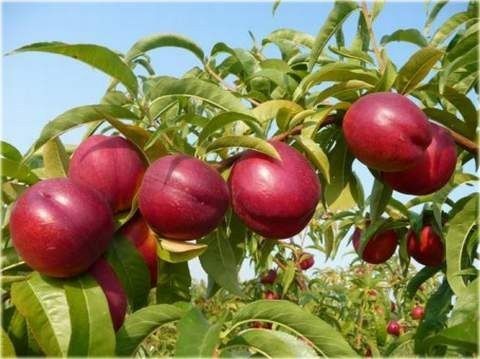 Pomi Fructiferi Columnari  (Nectarin )