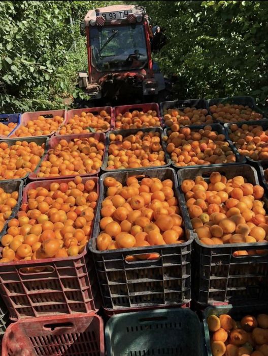 Caise pentru țuica palinca