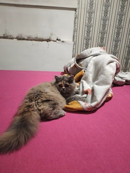 Домашние животные