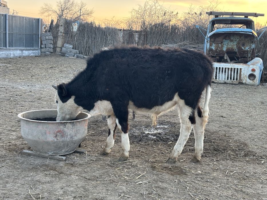 Баспақтар сатылады. 2- еркек. 1-ұрғашы