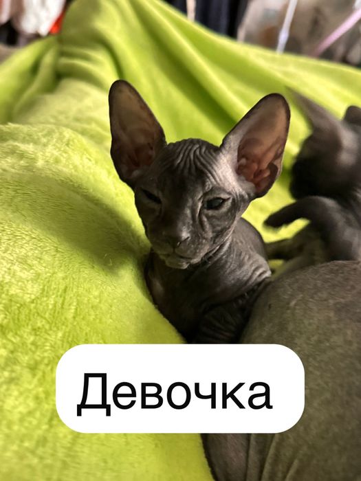 Продаются очаровательные котята донского сфинкса