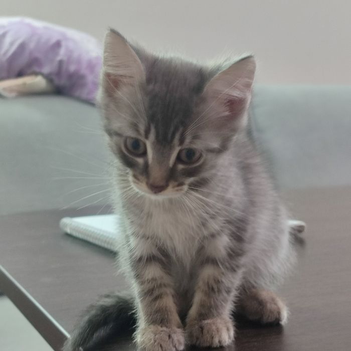 Котята ищут дом, отдам в добрые руки