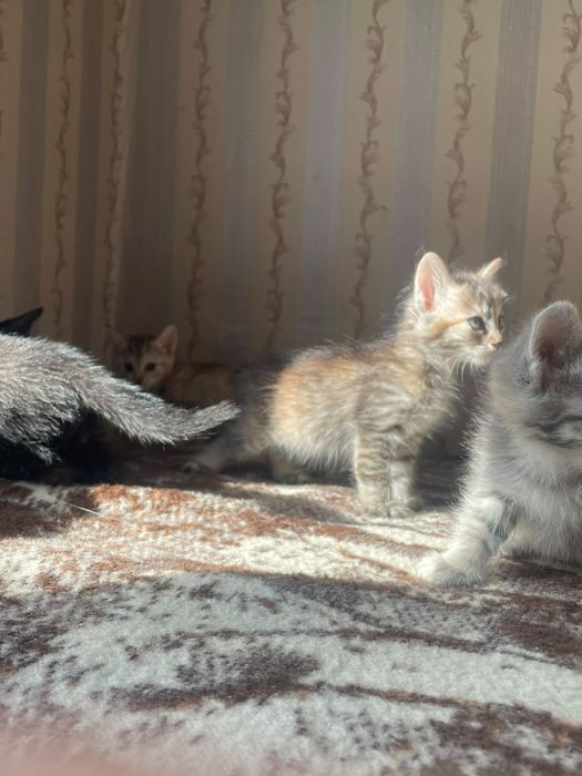 Котята в добрые руки