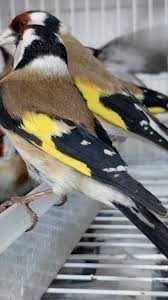 масланган кушлар сотилади кушишга тайор