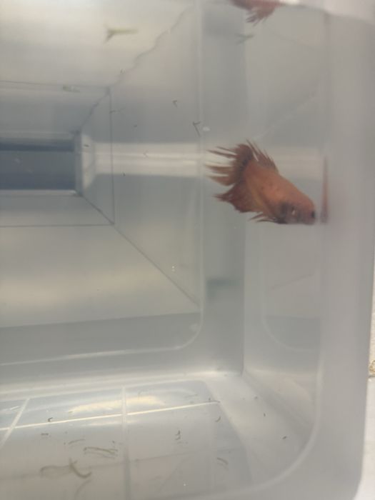 Аквариум на выбор и рыбка петушок